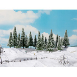 Noch 24682 Schneetannen
