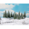 Noch 24682 Schneetannen