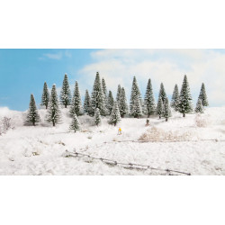 Noch 26928 Schneetannen